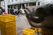 Cobras for sale at Conghua Market, Guangzhou, China.