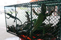 Iguanas in a cage for sale, Conghua Market, Guangzhou, China.