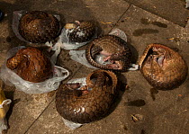 Six Sunda pangolins (Manis javanica) seized from a commercial tenant&#39;s rental house during an operation by the forest police. Conghua market, Guangzhou, Guangdong, China.