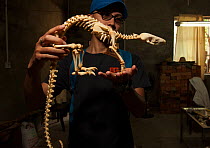 Pangolin skeleton, one of the products confiscated by forest police, at the Nanning Wildlife Rescue Center, Nanning, China.
