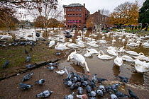 Flocks of Mute Swans (Cygnus olor) and Feral Pigeons (Columba livia) during 2019 floods, River Severn, Worcester, England.