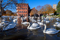 Flock of Mute Swans (Cygnus olor) during 2019 floods, River Severn, Worcester, England.