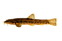 Stone Loach (Barbatula barbatula) on white background, Laugherne Brook, Worcestershire, England. Controlled conditions.