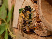 Leafcutter / Rose-cutter bee (Megachile willughbiella) using a circular section of a Rose leaf it has just cut to seal its nest in a Bamboo tube in an insect hotel, Wiltshire, UK, July.
