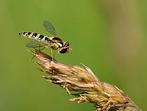 Long hoverfly (Sphaerophoria scripta) female grooming its head while standing on grass flowers in a meadow, Wiltshire, UK, July.