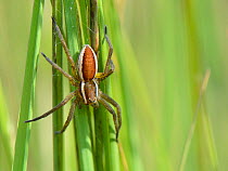 Raft spider (Dolomedes fimbriatus) juvenile hunting on vegetation around a boggy pool, Studland Heath, Dorset, UK, July.