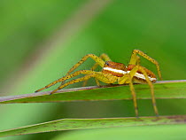 Raft spider (Dolomedes fimbriatus) juvenile among vegetation around a boggy pool, Studland Heath, Dorset, UK, July.