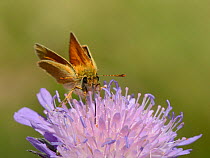 Small skipper butterfly (Thymelicus sylvestris) nectaring on a Field scabious flower (Knautia arvensis) with its long proboscis, chalk grassland meadow, Wiltshire, UK, July.