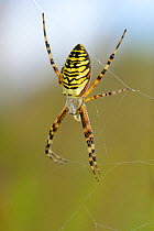 Wasp spider (Argiope bruennichi) female on her web in a chalkgrassland meadow, Wiltshire, UK, July. This species was first recorded in the UK in Sussex in 1922 and is steadily spreading further north...