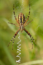 Wasp spider (Argiope bruennichi) female on her web next to zigzag stabilimenta threads, in a chalk grassland meadow, Wiltshire, UK, July. This species was first recorded in the UK in Sussex in 1922 an...