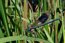 Banded demoiselle damselfly (Calopteryx splendens) male sunning on a riverbank rush, River Avon, Wiltshire, UK, July.
