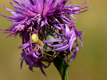 Common candystripe / Comb-footed spider (Enoplognatha ovata) female hunting on a Greater knapweed flowerhead (Centaurea scabiosa), chalk grassland meadow, Wilthire, UK, July.