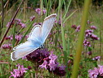 Chalkhill blue buttefly (Lysandra coridon) male nectaring on Wild marjoram flowers (Origanum vulgare) in chalk grassland meadow, Wiltshire, UK, July.