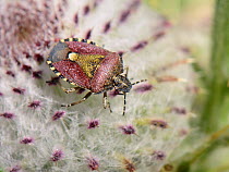 Hairy Shieldbug / Sloe bug (Dolycoris baccarum) on a Woolly Thistle (Cirsium eriophorum) in a Wiltshire meadow, UK, July.