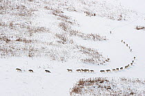 Canadian timber wolf / Northwestern wolf (Canis lupus occidentalis) pack moving through snow, Wood Buffalo National Park, Alberta, Canada. Taken on location for BBC Frozen Planet, March 2009.