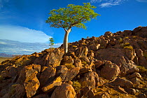 Five-lobed sterculia (Sterculia quinqueloba) tree growing on rocky hillside, Namibia