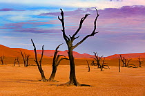 Dead Camel thorn trees (Vachellia erioloba), Sossusvlei region, Namib desert, Namibia, March