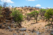 Khomas Hochland featuring highland shrubland with Acacia in flower, Daan Viljoen Game Reserve, Namibia, January.