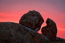 Pale-winged Starlings (Onychognathus nabouroup) perched on granite boulders in evening light, Spitzkoppe mountains, Namib Desert, Namibia, October