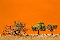 Acacia trees below a sand dune in Tscauchab valley, Namib-Naukluft National Park, Namibia, October