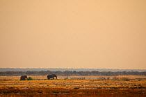 African bush elephants (Loxodonta africana) on the Etosha Pan near Namutoni, Etosha National Park, Kunene, Namibia
