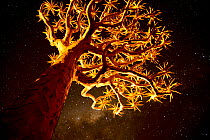 Kokerboom or Quiver Tree (Aloe dichotomum), a species of aloe indigenous to Southern Africa, at night. Quiver tree forest, Kalahari, Namibia
