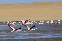 Greater flamingos (Phoenicopterus ruber) in the Walvis Bay Lagoon, one of the most important wetlands for birds along the southern African coast, Namib desert, Namibia. Since 1995 it has been a procla...