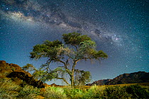 Camel thorn tree (Vachellia erioloba) in the rocky outcrops around Brandberg Mountains (in the background) at night with the Milky Way, and full moon lighting the foreground. Namibia.