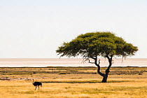 Umbrella thorn tree (Vachellia tortilis) in the Etosha pan with common ostrich (Struthio camelus) male. Etosha National Park, Namibia
