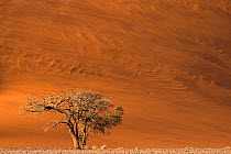 Camel thorn tree (Vachellia erioloba) growing in the rocky plains at the base of giant red dunes while winds blow the dune&#39;s sand creating patterns, Sossusvlei, Namibia