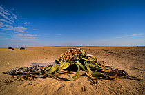 Welwitschia (Welwitschia mirabilis) female with cones and a cascade of seeds that will disperse into the wind and will hopefully give birth to new life into the Namib desert, Namibia