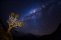 A quiver tree (Aloidendron dichotomum) at night with stars in the sky, Namib desert, Namibia