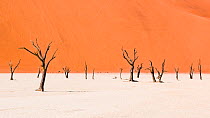Dead Camel thorn trees (Vachellia erioloba) in the long-tern dry riverbed of Deadvlei, an iconic view of Namib desert, Namibia