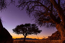 Camel thorn tree (Vachellia erioloba) silhouetted at sunset in the cold winter desert of Southern Namibia