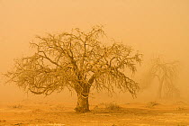 Camel thorn tree (Vachellia erioloba) in sand storm, Sossusvlei, Namibia
