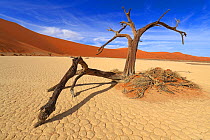 Dead Camel thorn tree (Vachellia erioloba), Sossusvlei, Namib Naukluft Park, Namib Desert, Namibia