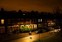 Fox (Vulpes vulpes) moving through its territory at night, North London, England, UK. December.