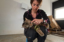 Woman vet specialized in working with wild mammals, treating an injured wild cat (Felis silvestris) that will be released back into the wild, Switzerland 2019