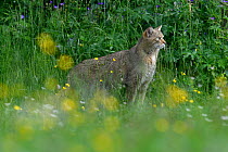 Wild cat (Felis sylvestris) in flower meadow, Switzerland