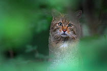 Wild cat (Felis silvestris) Switzerland