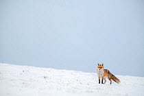 Red fox (Vulpes vulpes) in snow, Switzerl\nd