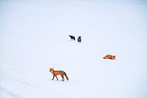 Two Red foxes (Vulpes vulpes) during mating season, and crows (Corvus corone) in snow, Jura, Switzerland