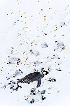 Emperor penguin (Aptenodytes forsteri) and chicks dead and frozen in ice after a snowstorm, Atka Bay, Antarctica. November. Bookplate.