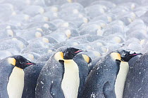 Emperor penguins (Aptenodytes fosteri) huddling in a storm, Antarctica.