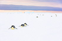 Emperor penguin (Aptenodytes fosteri) females toboganning, returning to the colony after feeding at sea for 2 months, Atka Bay, Antarctica. September. Bookplate.