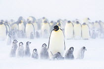 Emperor penguins (Aptenodytes fosteri) colony with chicks, age 9-12 weeks, Antarctica. Bookplate.