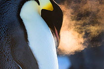 Emperor penguins (Aptenodytes fosteri) with breath vapour, Antarctica.