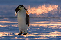 Emperor penguin (Aptenodytes fosteri) standing on ice, its breath condensing in the cold air as it calls in search of its mate, Atka Bay, Antarctica. August. Bookplate. Ocean Photographer of the Year...