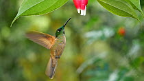 Slow motion clip of a Rufous tailed hummingbird (Amazilia tzacatl) feeding from a Cavendishia flower, western slopes of the Andes, Ecuador.