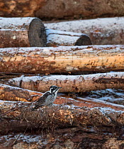 White-backed woodpecker, (Dendrocopos leucotos), male looking for food on logs, Finland, January.